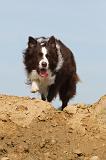 BORDER COLLIE 473